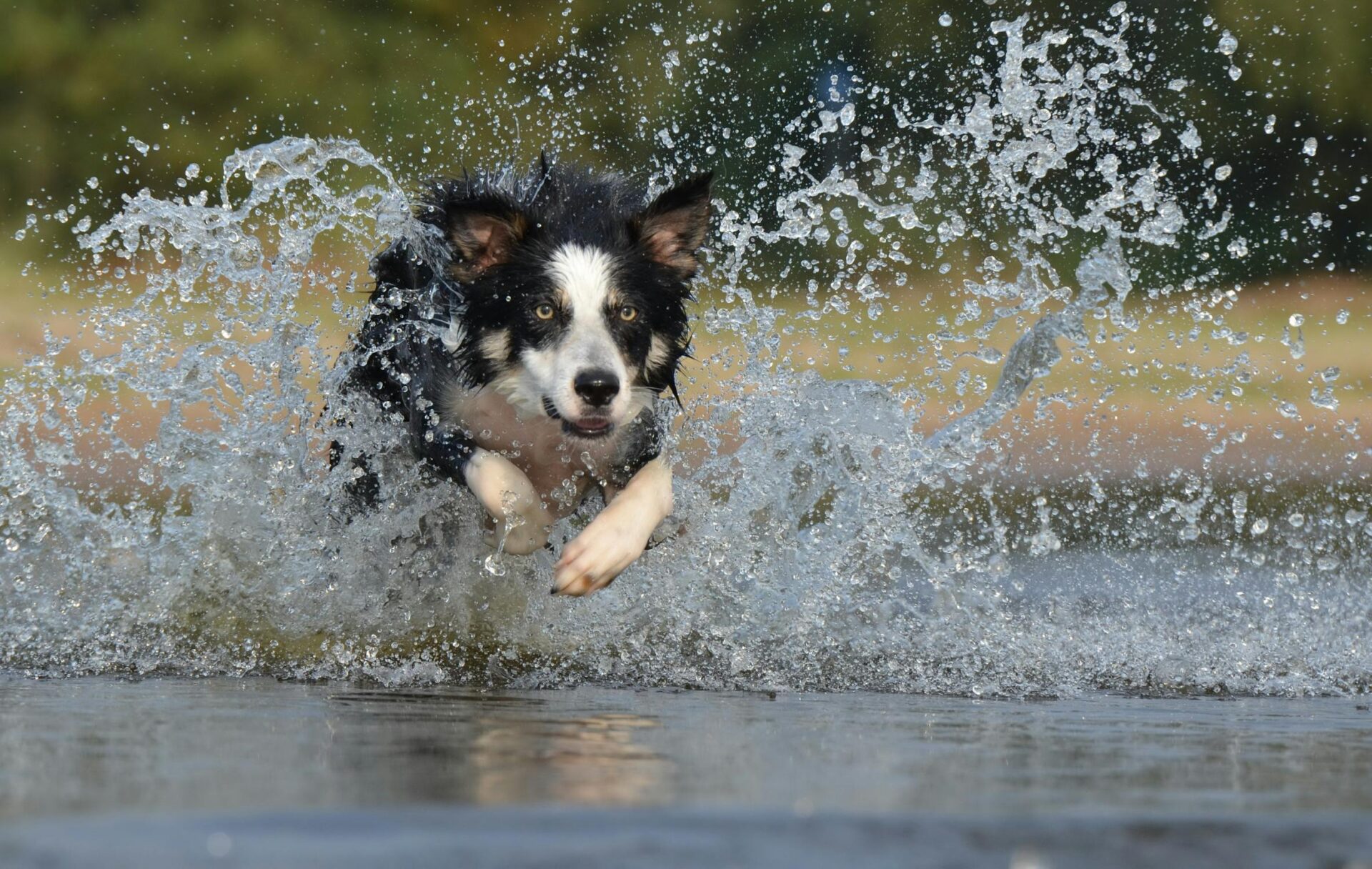 actieve hond
